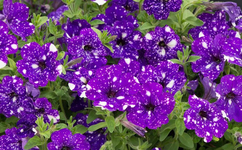 Annuals Archives Salisbury Greenhouse