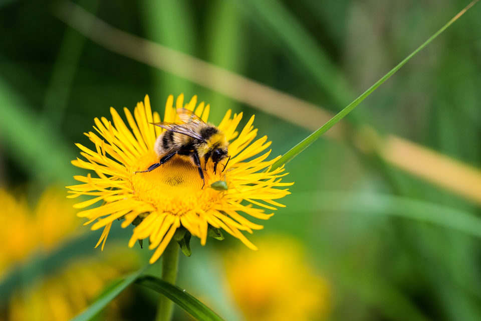 Dandelions - Salisbury Greenhouse