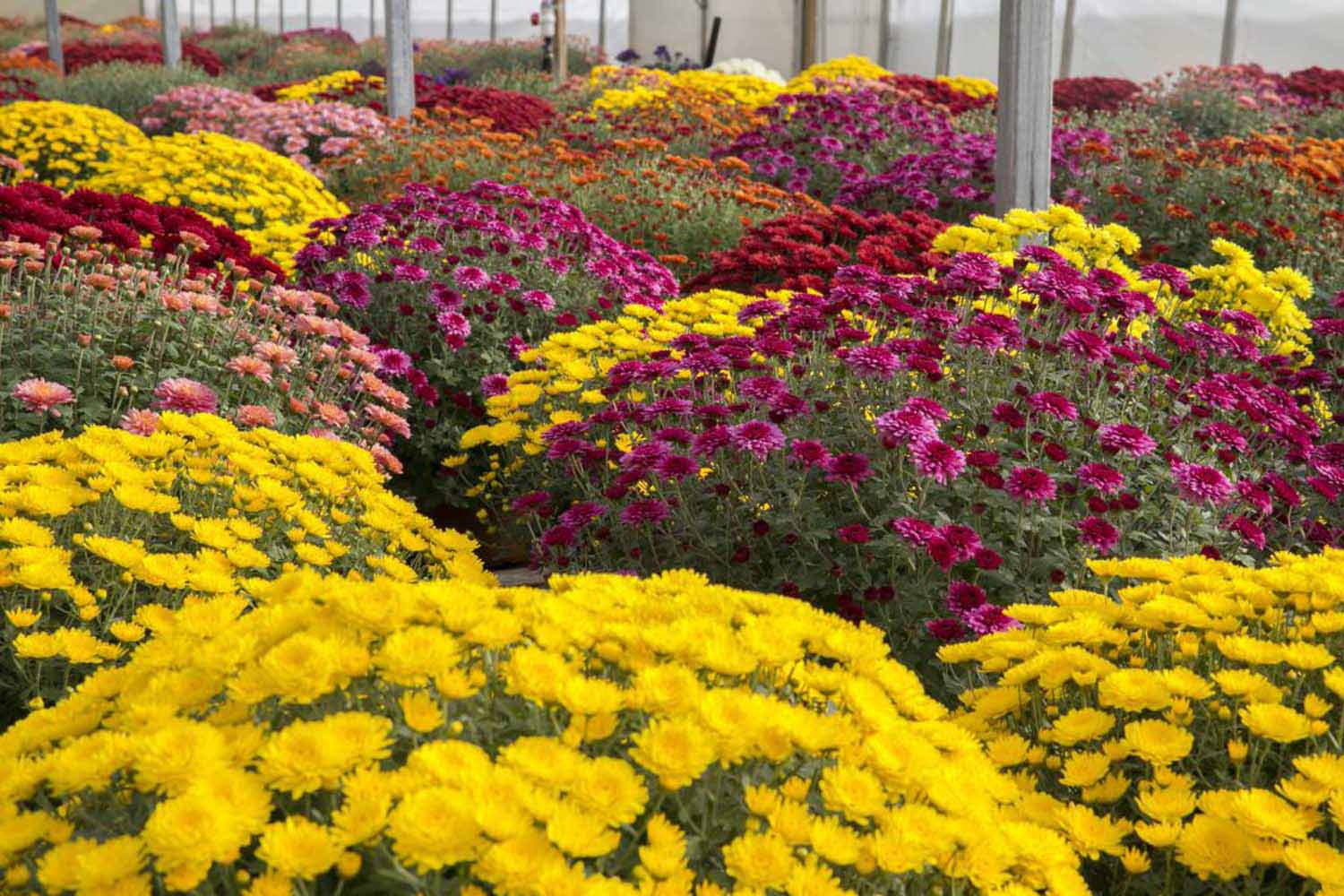 2016 Fall Mums Salisbury Greenhouse