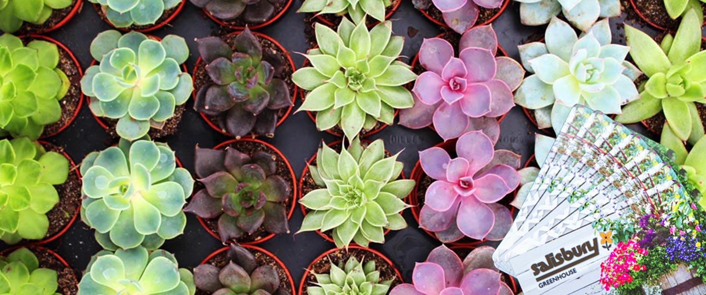 Salisbury Greenhouse Sherwood Park & Edmonton