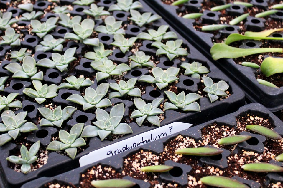 Propagating Succulent Pups Salisbury Greenhouse