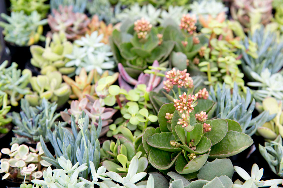 Types of Succulents - Salisbury Greenhouse