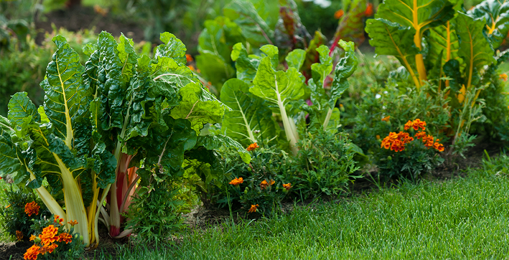 photo of kale and lawn - greenhouse - edmonton