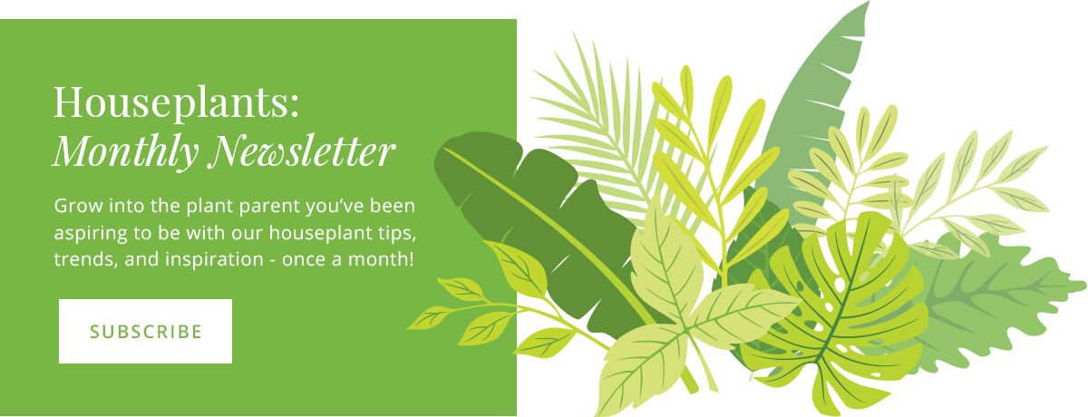 houseplant newsletter click to subscribe