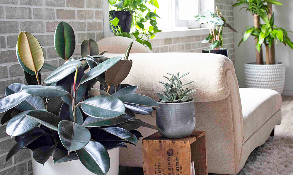 rubber tree houseplant