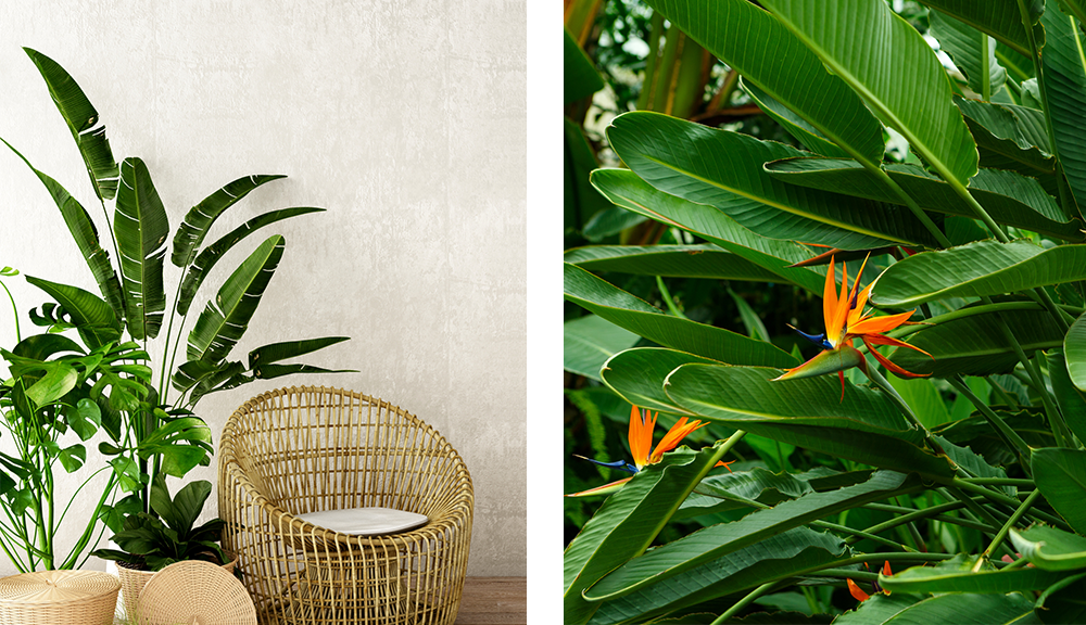 bird of paradise houseplant
