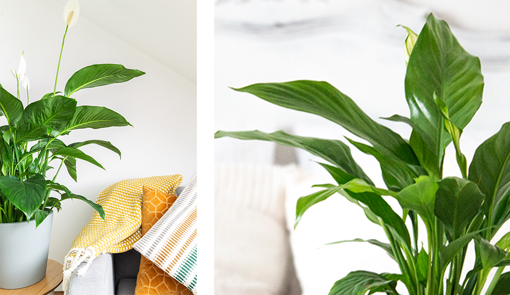 peace lily houseplant
