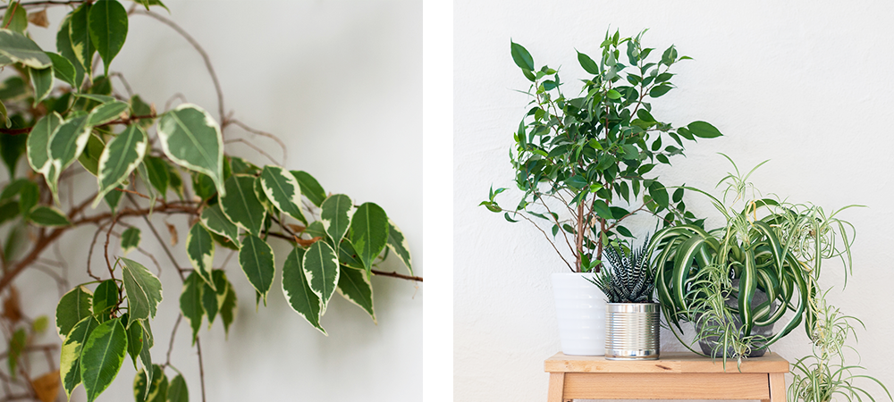 weeping fig houseplant