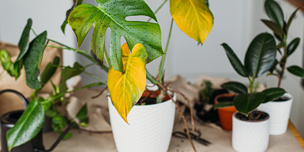 7 Proven Techniques for Debugging Your Houseplants main