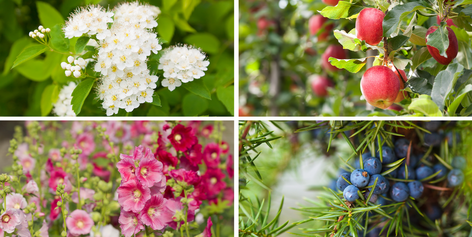 A Complete Guide In Demistifying Gardening Zones zone 3 assortment