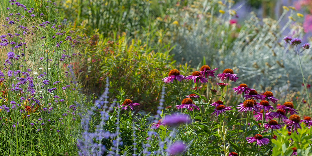 A Complete Guide In Demistifying Gardening Zones zone 3 perennials