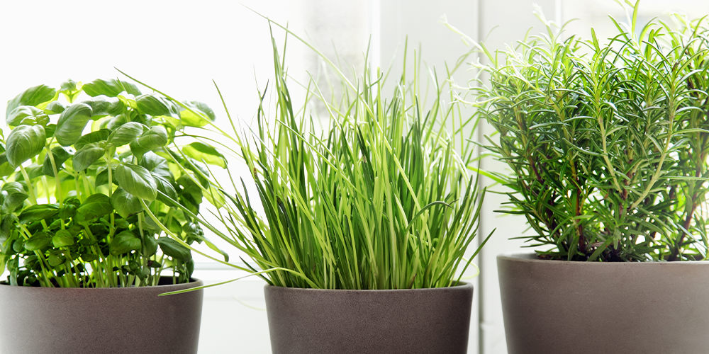 a minimalists guide to houseplants kitchen garden windowsill
