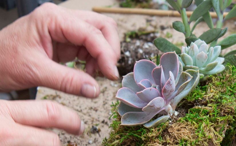 succulent plants showing texture and hands