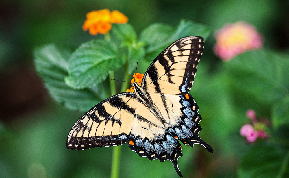 butterfly bug friendly gardening
