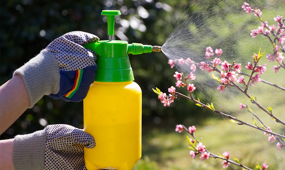 organic pest control bug friendly gardening