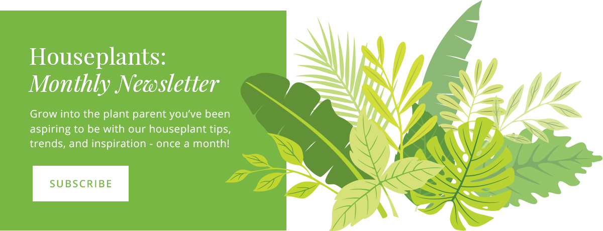 Salisbury Greenhouse Houseplants Email Subscribe