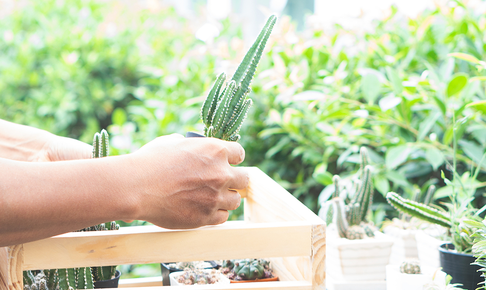cactus care