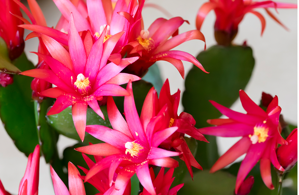 easter cactus