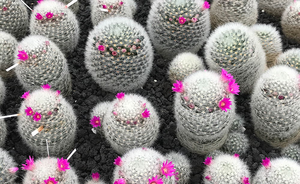 old lady cactus