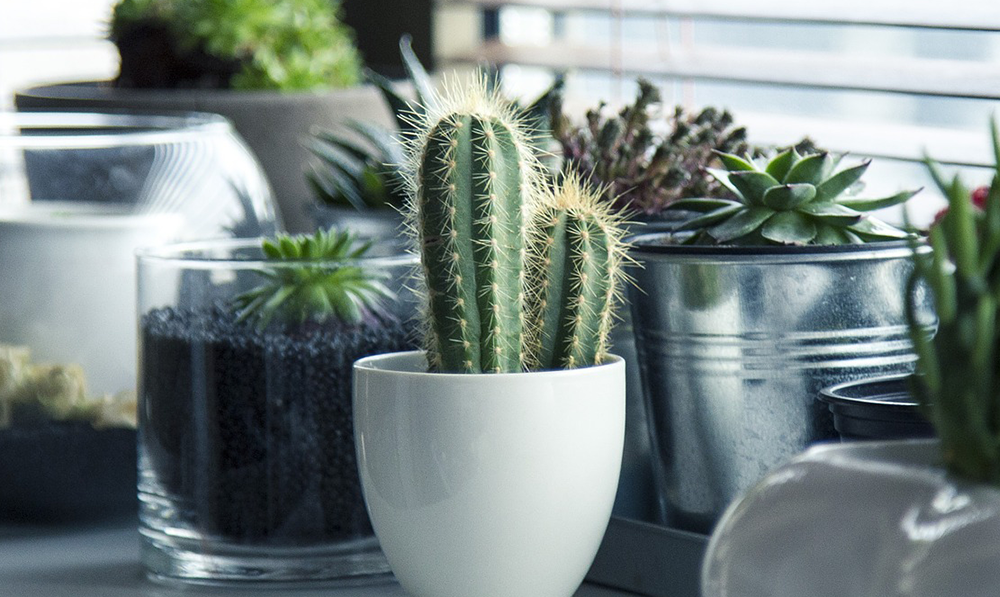 saguaro cactus