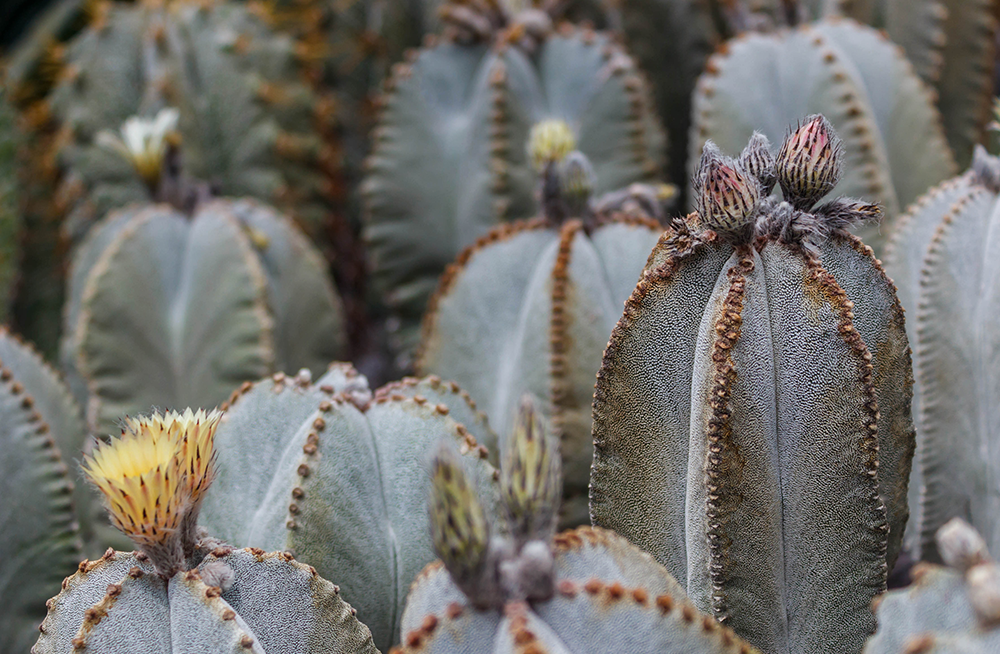 star cactus