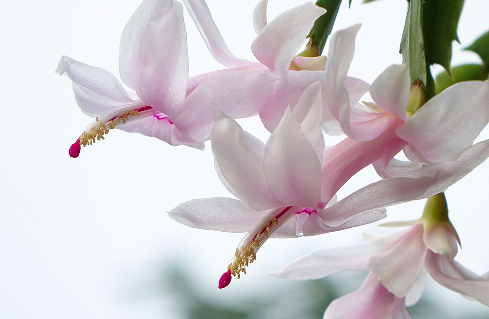 thanksgiving cactus