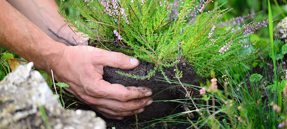 fall care for tender perennials dividing plants