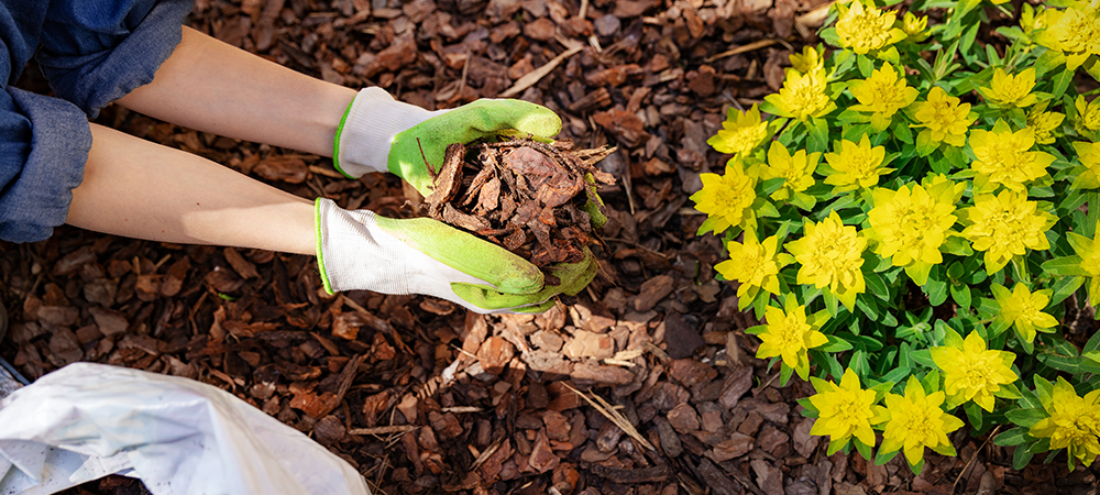 fall care for tender perennials main