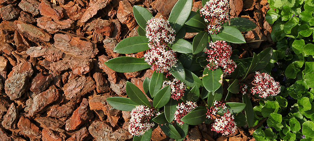 fall care for tender perennials mulch