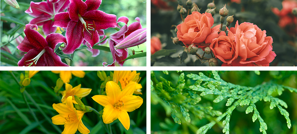 fall care for tender perennials daylilies cedar tea roses