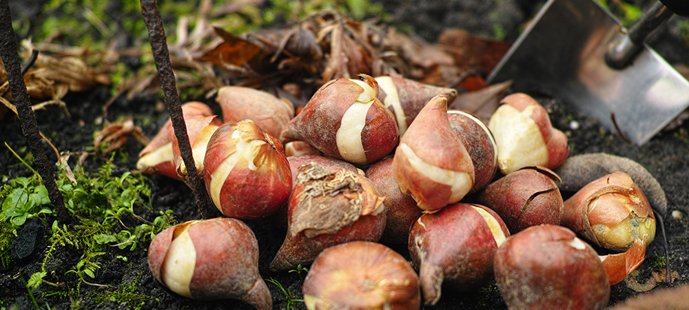 fall planting guide fall bulbs