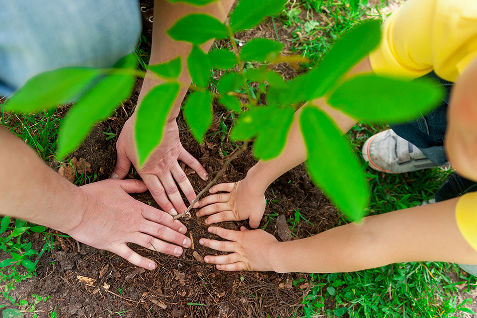 fall planting guide salisbury sherwood park