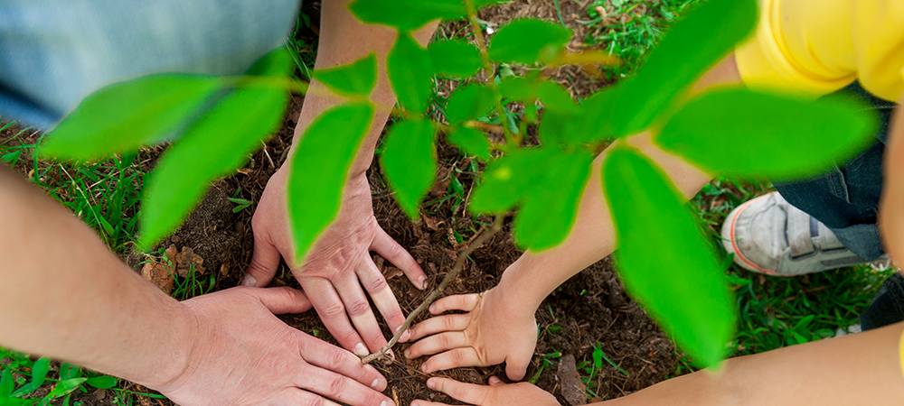 fall planting guide salisbury sherwood park
