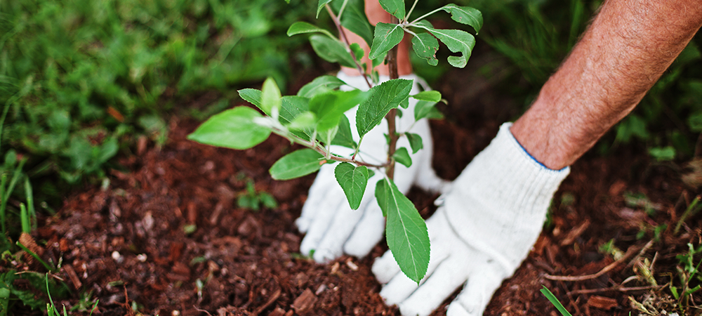 fall planting guide tree planting