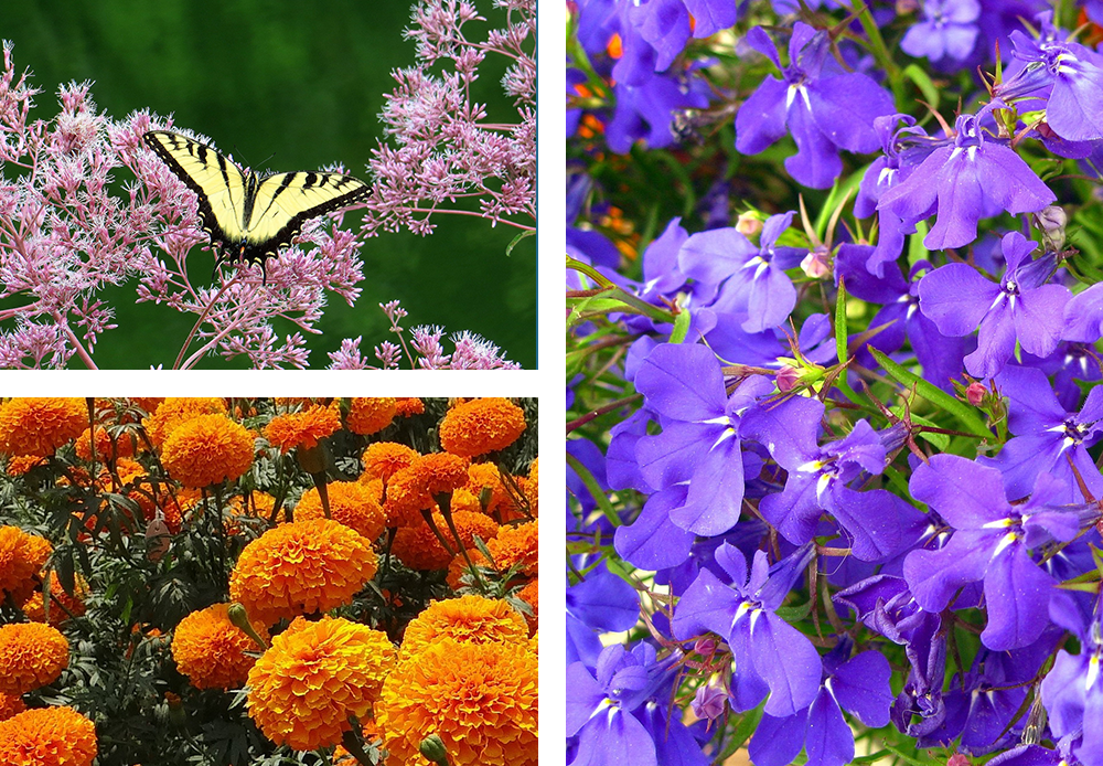 Joe Pye Weed, marigold, and Blue Lobelia
