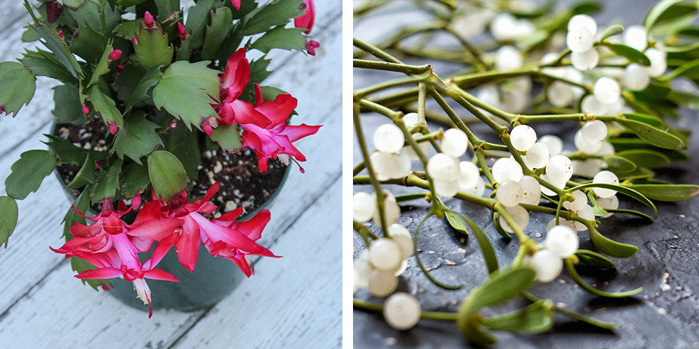 Guide to Holiday Gift Plant Care christmas zygocactus mistletoe