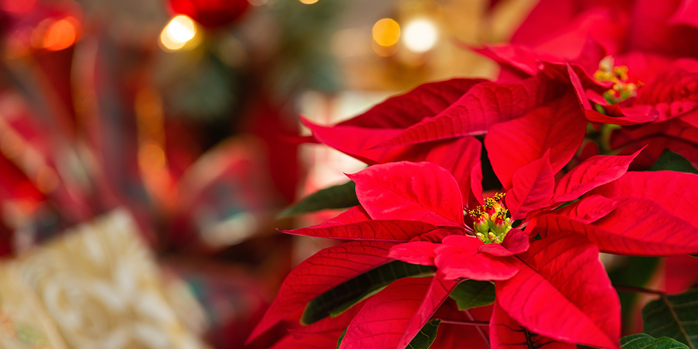 Guide to Holiday Gift Plant Care main