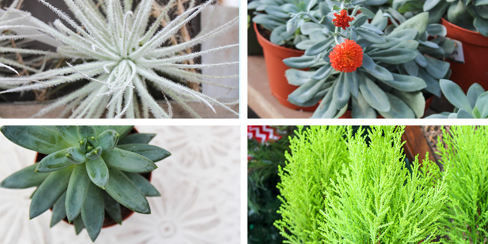 Guide to Holiday Gift Plant Care succulents air plants lemon cypress