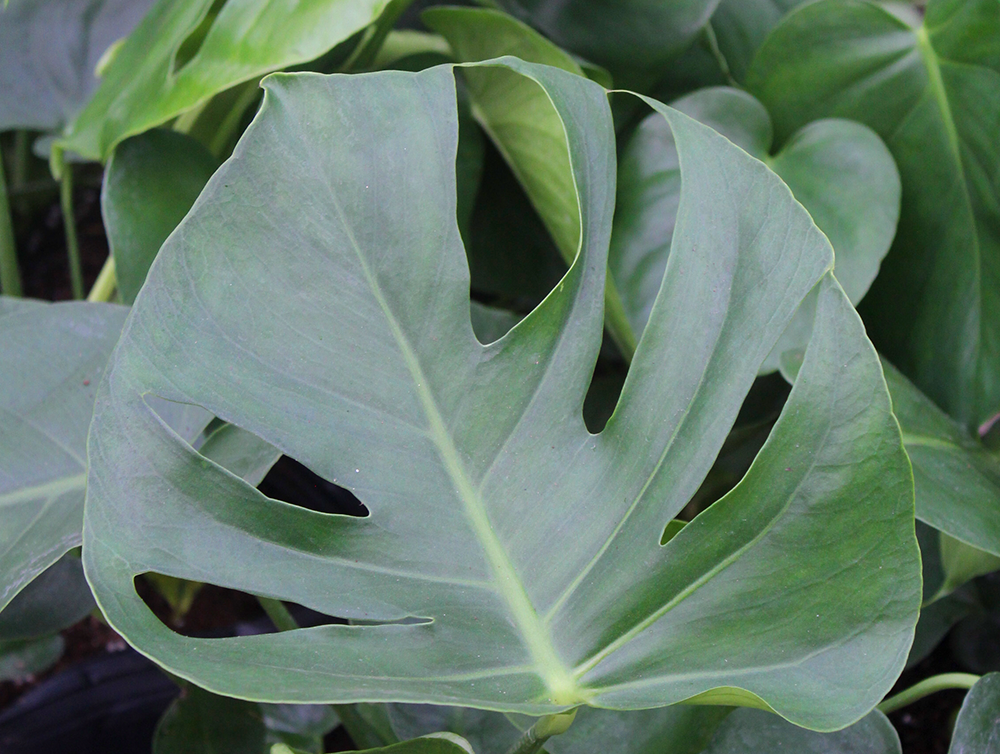 Monstera Delicosa