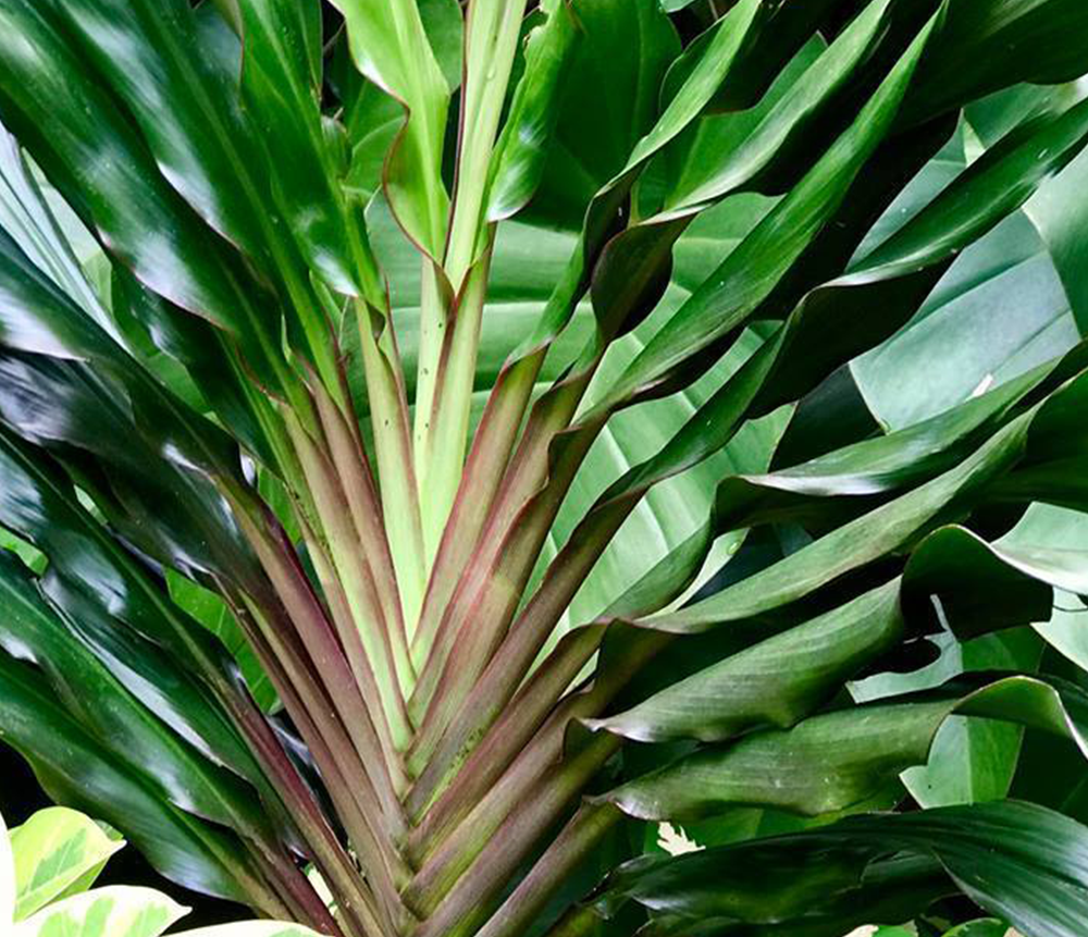 Singapore Twist cordyline Cordyline fruiticosa ‘Singapore Twist’