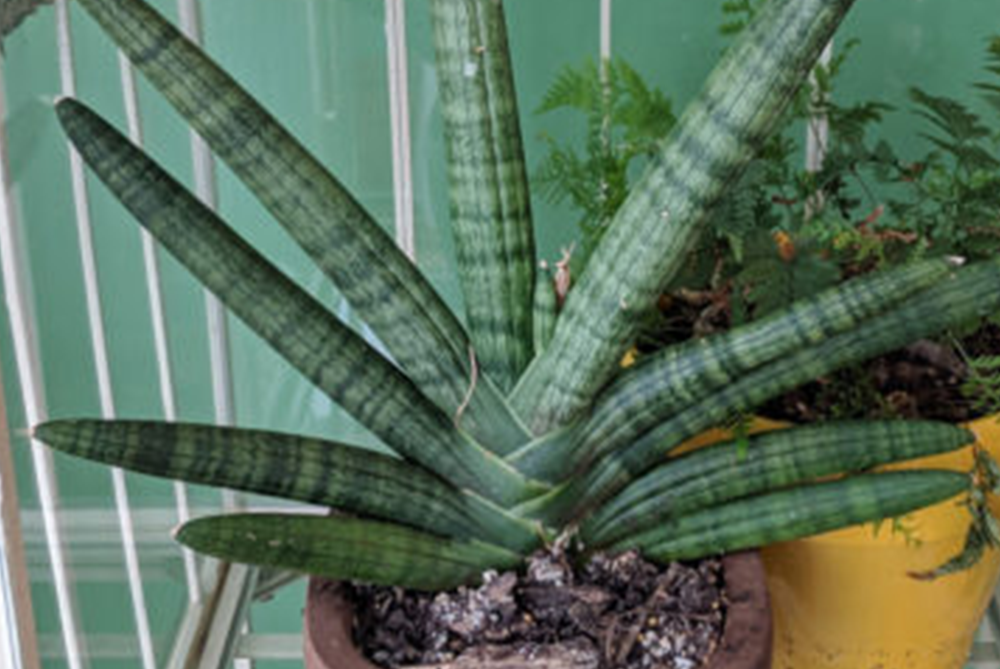 Starfish Snake Plant Sansevieria cylindrica