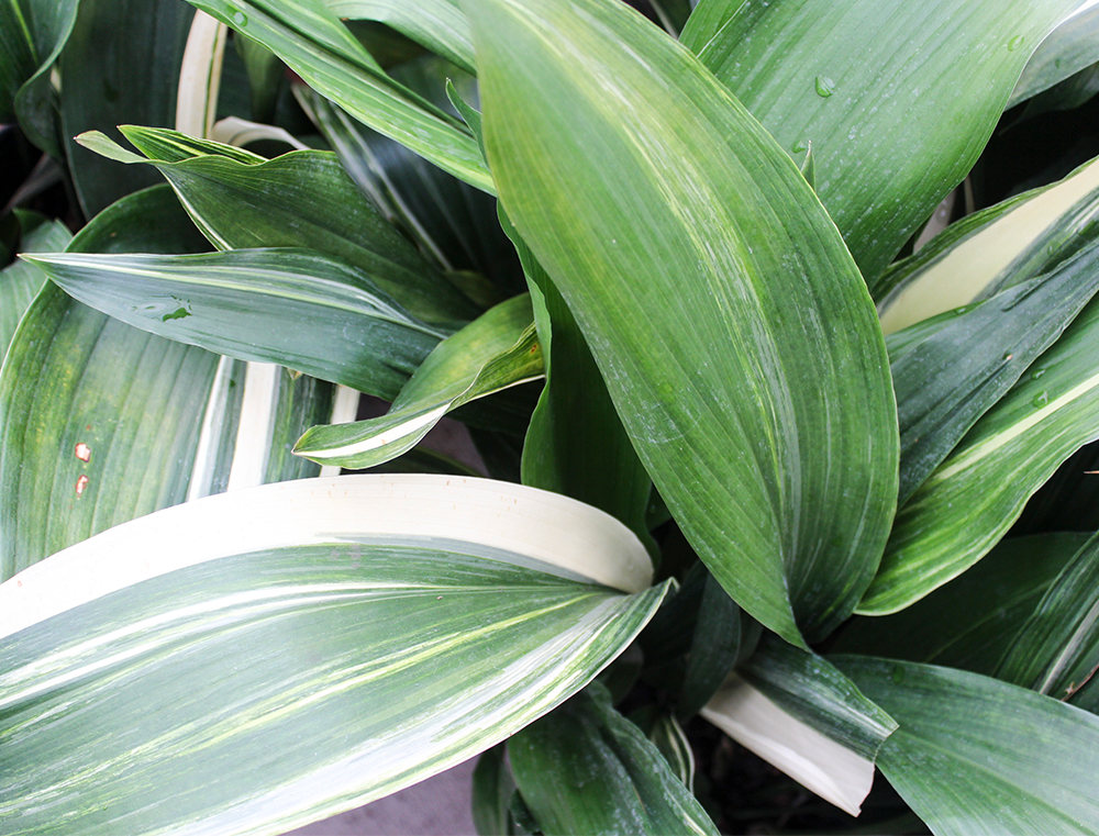Variegated Cast Iron Plant Aspidistra elatior ‘Variegata”