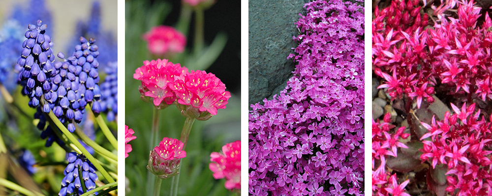 Hot New Plants for the Landscape Ground Cover Plants