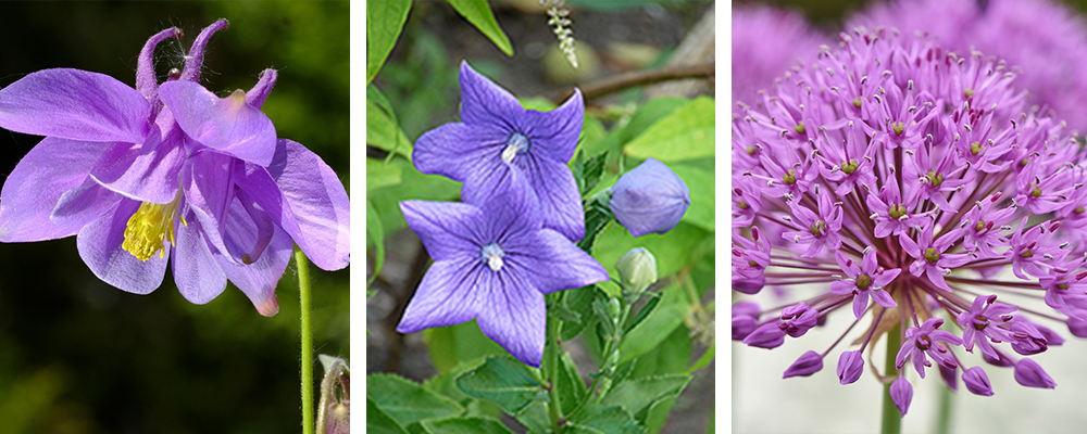 Hot New Plants for the Landscape Out of the Ordinary