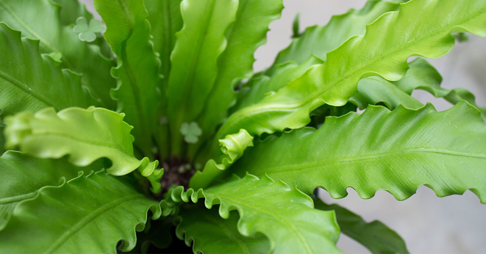fern plant for the bedroom