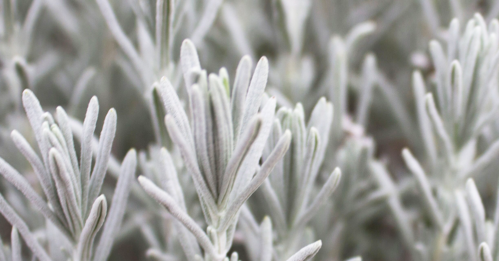 lavender plant for the bedroom