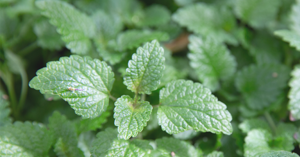 lemon balm plant for the bedroom