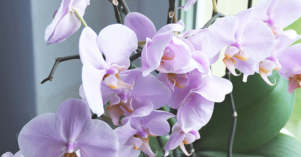 orchid plant for the bedroom