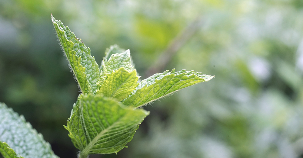 mint plant for the bedroom