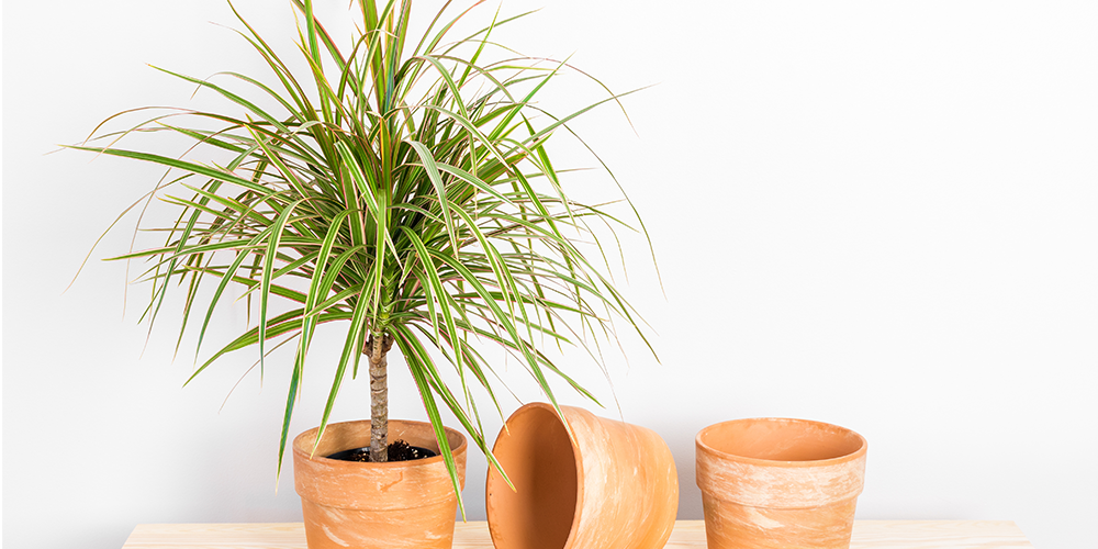 How to Care for Dragon Tree-dracaena houseplant-edit
